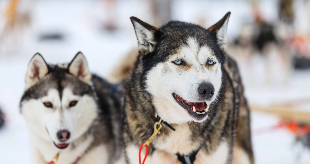 Tierpark Bell mit Huskyfütterung